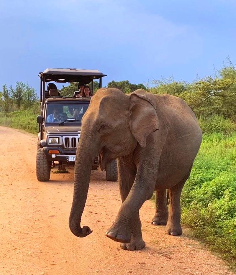 Naturreise Sri Lanka