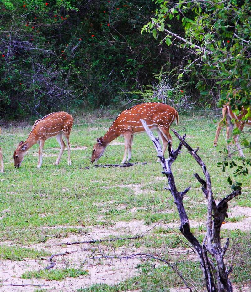 Höhepunkte Sri Lankas